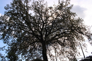 Quercia santa Lucia